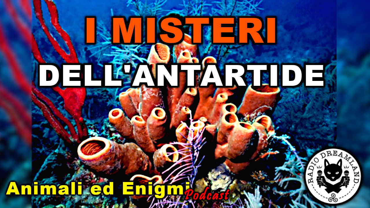 Radio Dreamland - Animali ed Enigmi