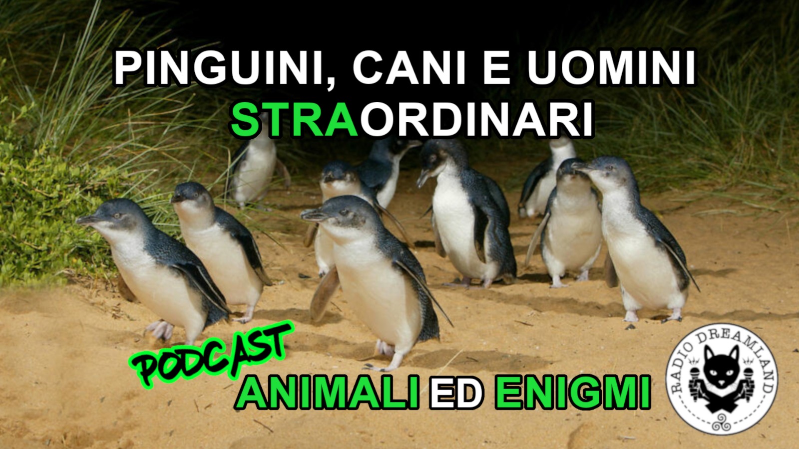 Radio Dreamland - Animali ed Enigmi